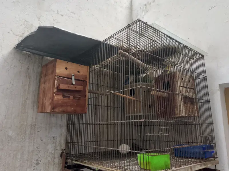 Love birds with cage — photo 2
