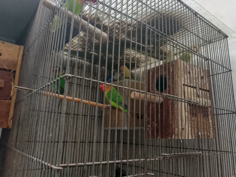 Love birds with cage — photo 4