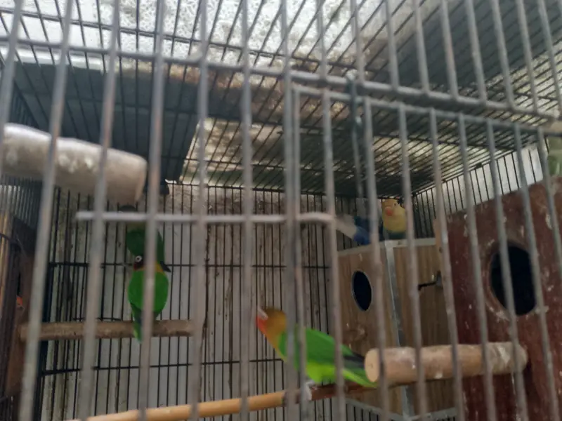 Love birds with cage — photo 5