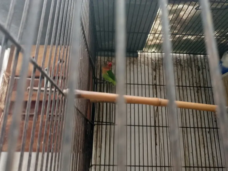 Love birds with cage — photo 6