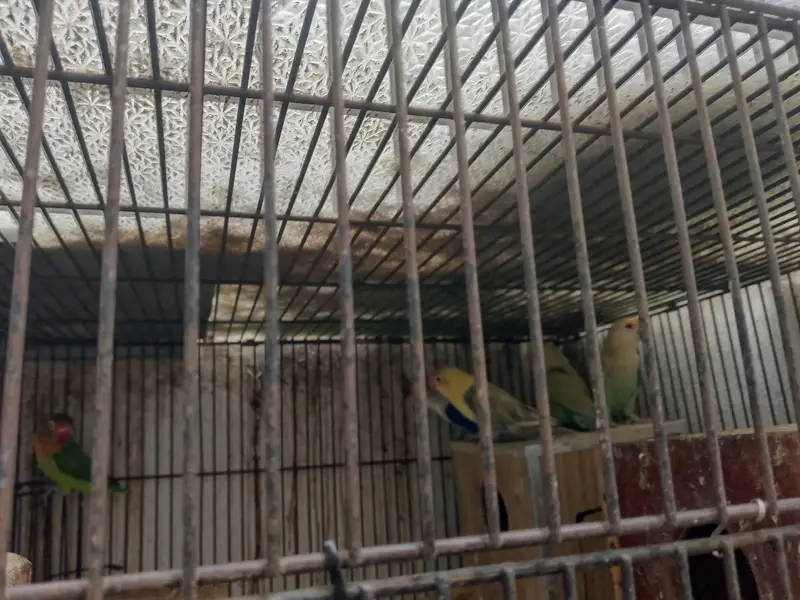 Love birds with cage — photo 7