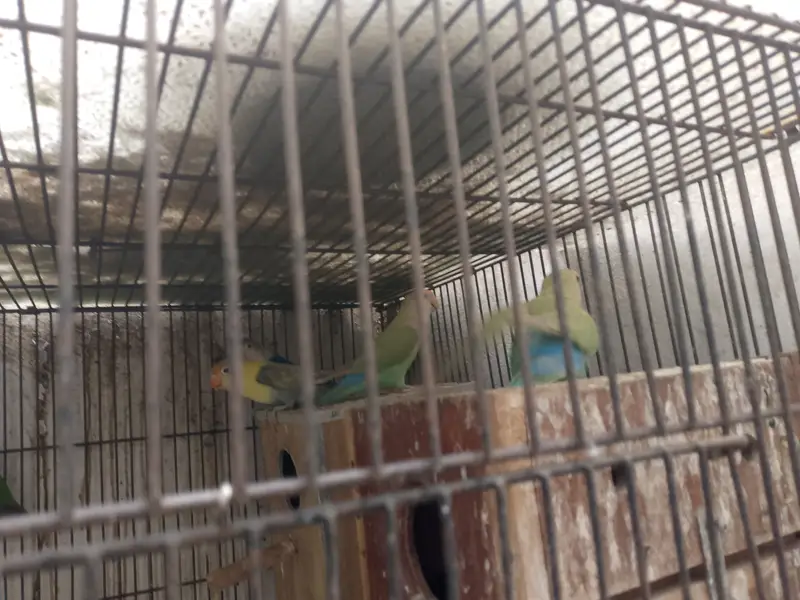 Love birds with cage — photo 8