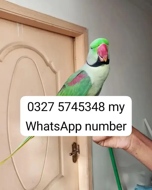kashmiri raw parrot 2 sal age for sale