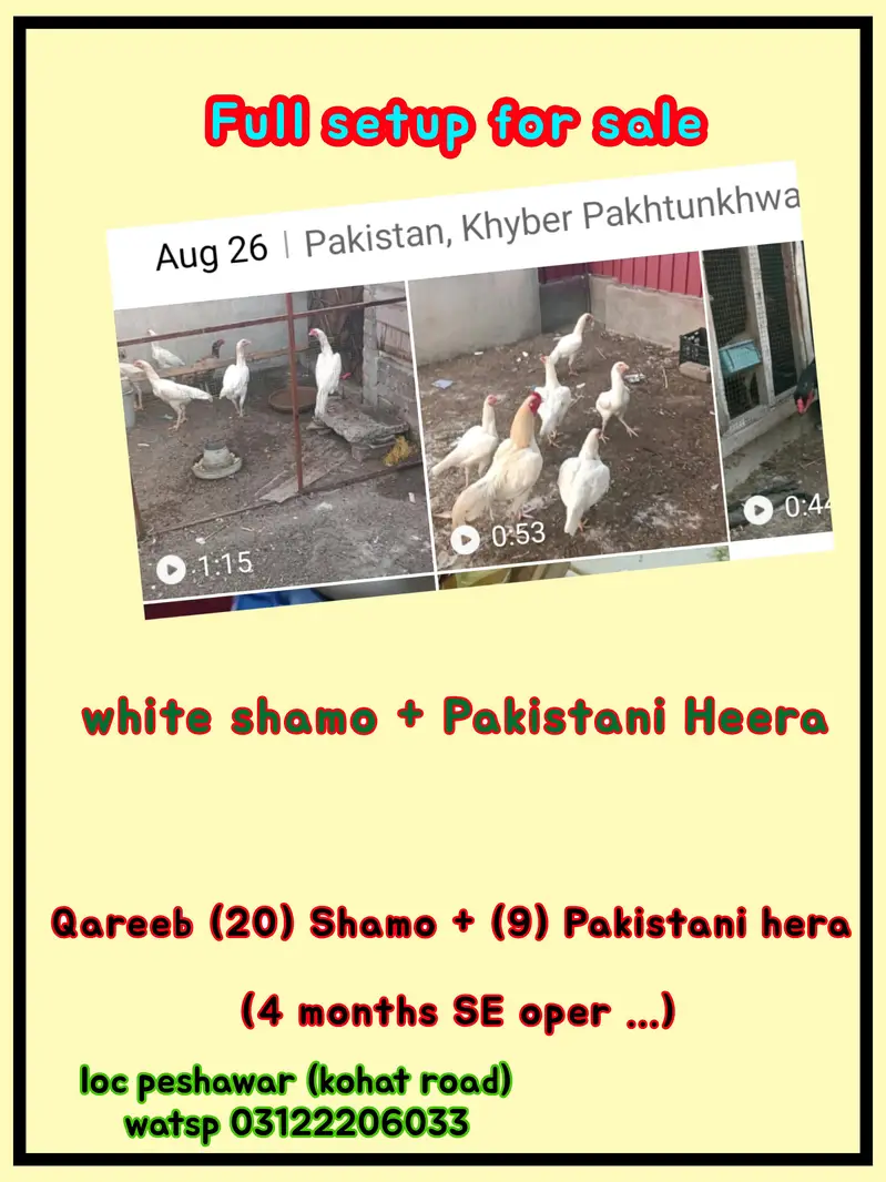shamo aseel white full setup for sale and single pce