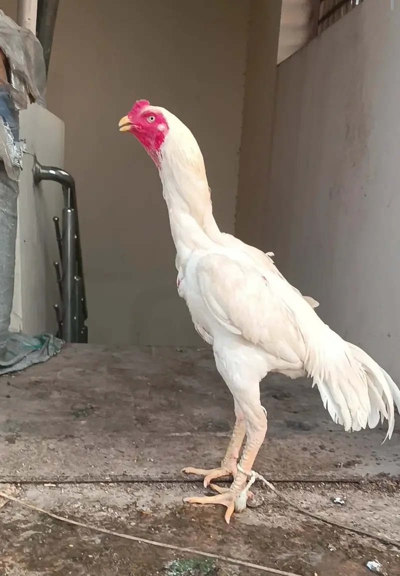 shamo aseel white full setup for sale and single pce — photo 7