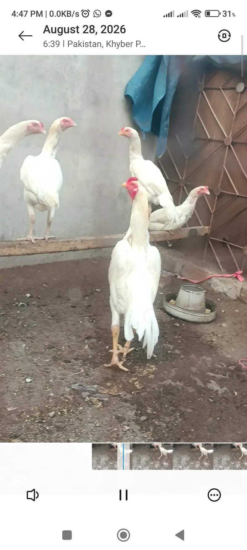 shamo aseel white full setup for sale and single pce — photo 9