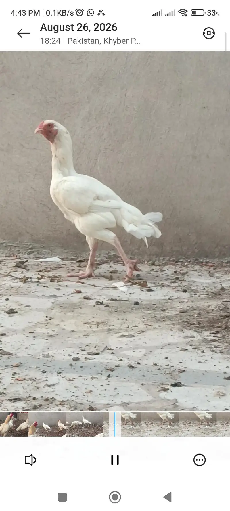 shamo aseel white full setup for sale and single pce — photo 11