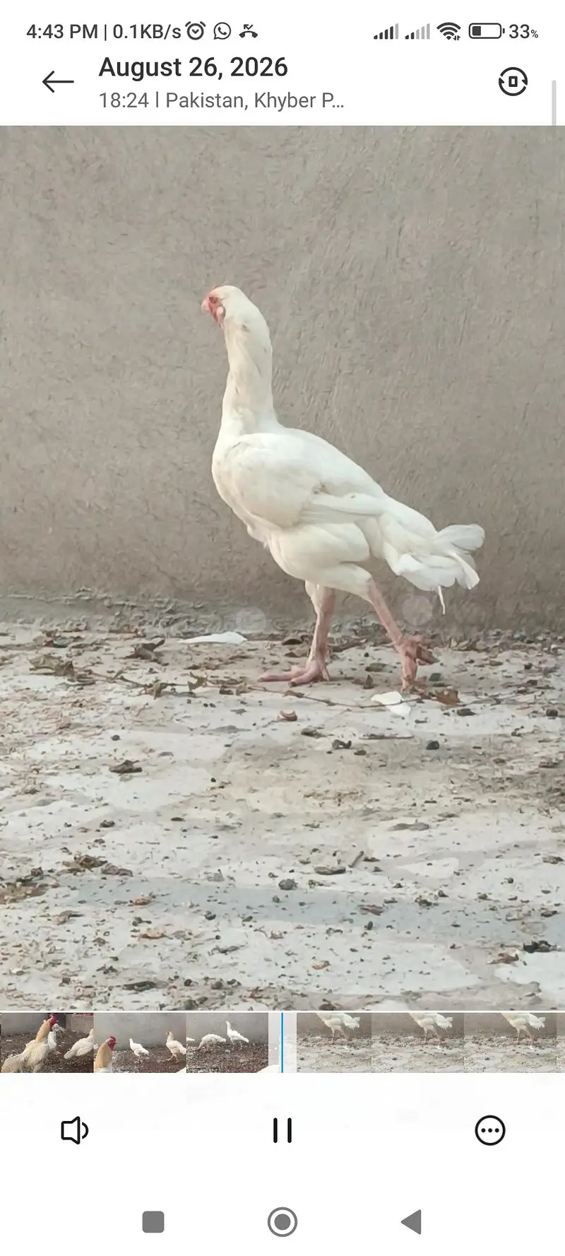 shamo aseel white full setup for sale and single pce — photo 12