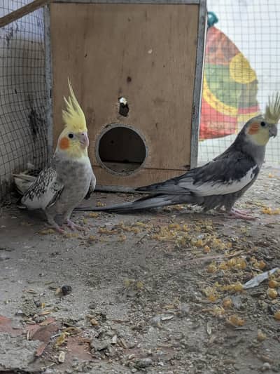 cocktail breeder pair harkthy and active