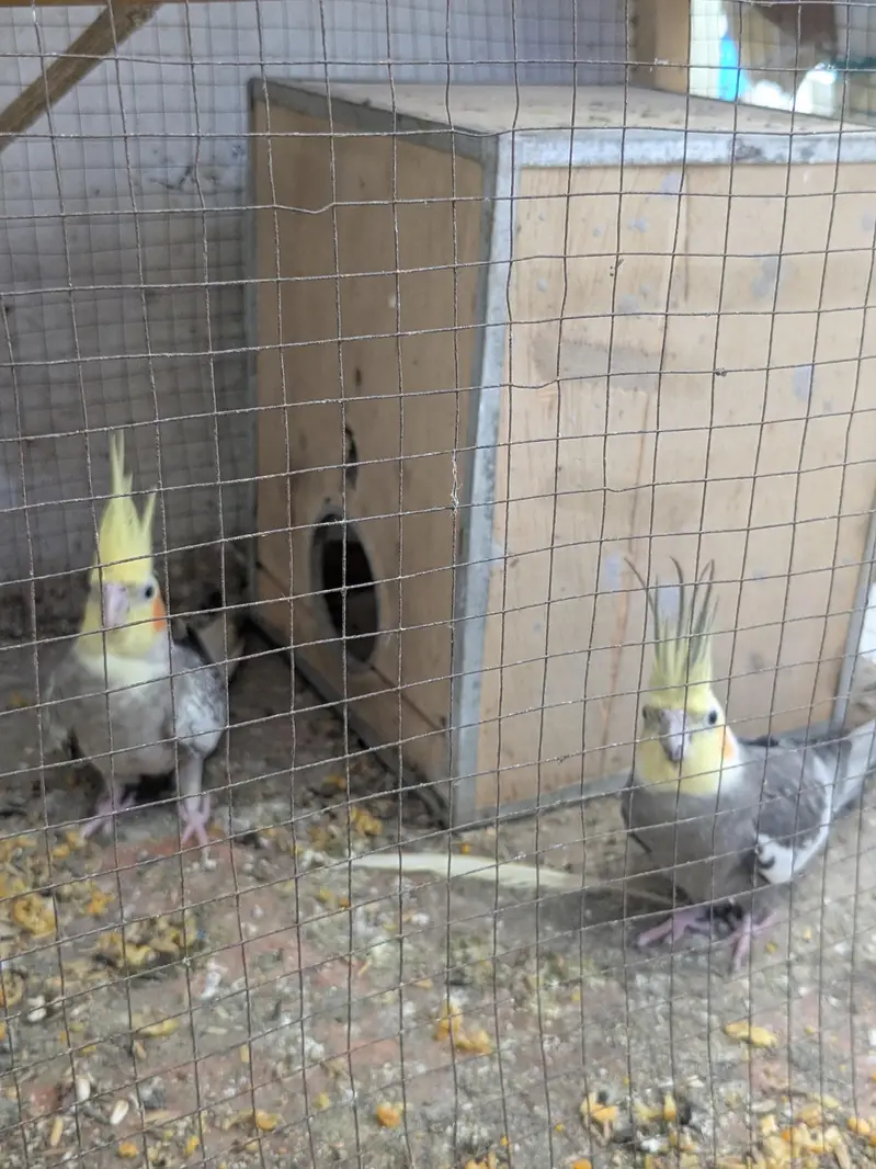 cocktail breeder pair harkthy and active — photo 4