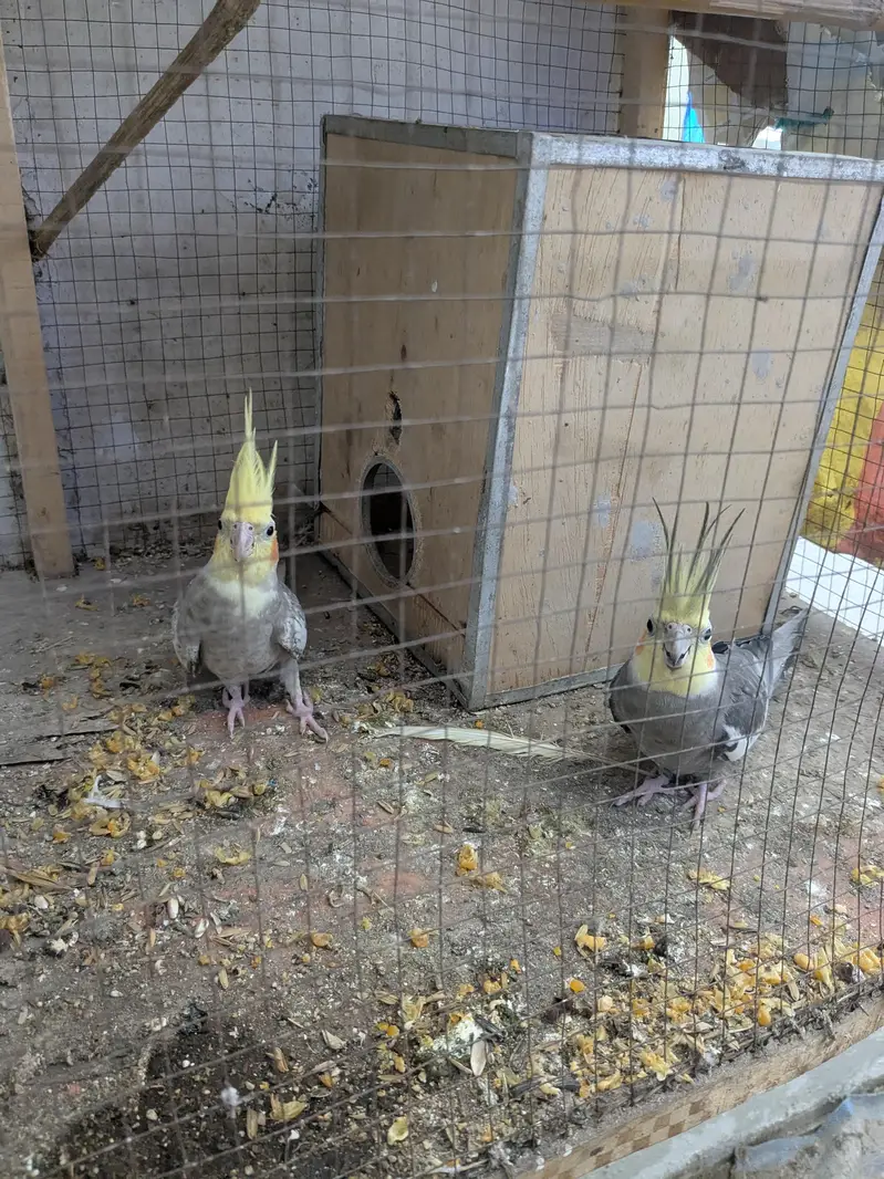 cocktail breeder pair harkthy and active — photo 5