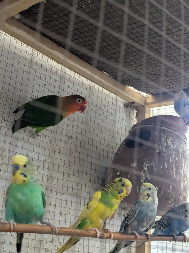 cocktail breeder pair harkthy and active — photo 7