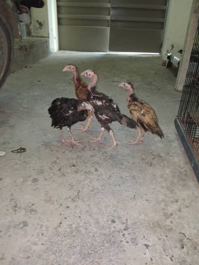 Sale for hen