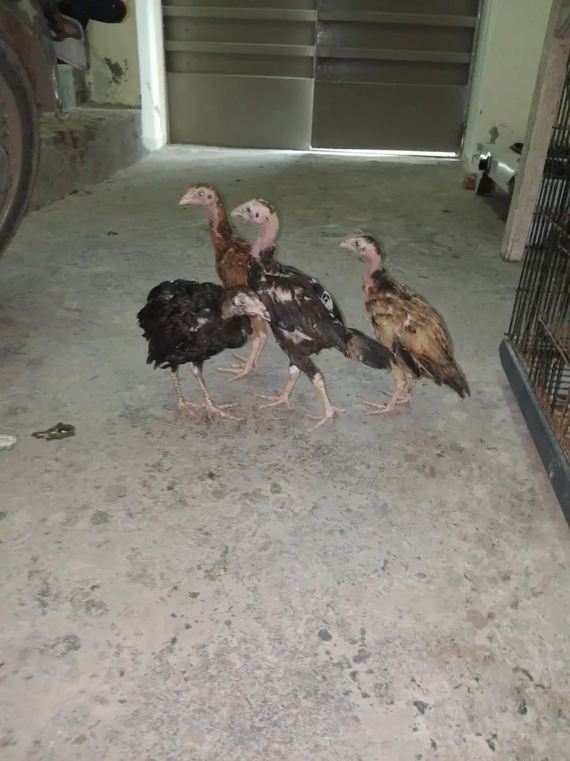 Sale for hen