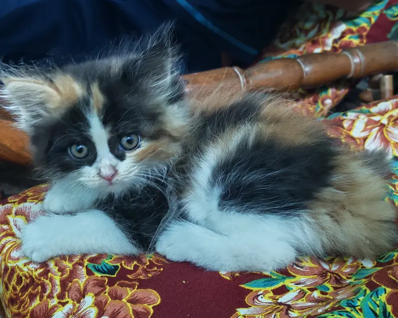 Cute semi punch male and female kitten for sale calico ginger