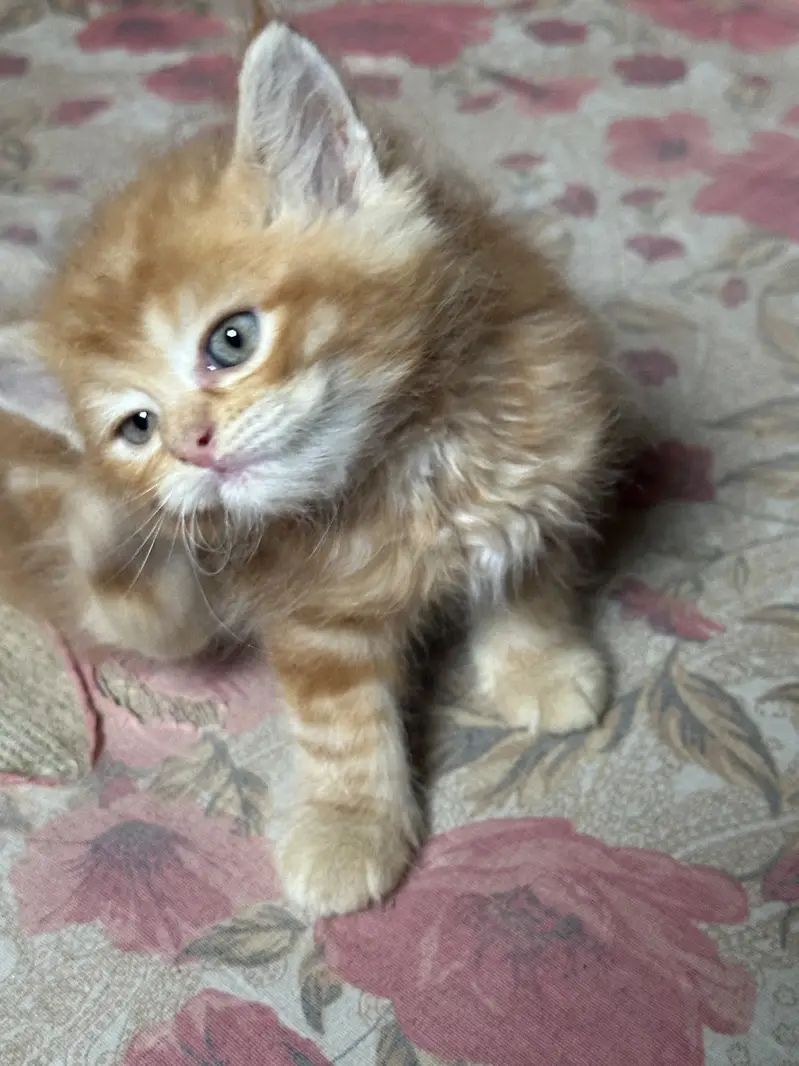 Cute semi punch male and female kitten for sale calico ginger — photo 5