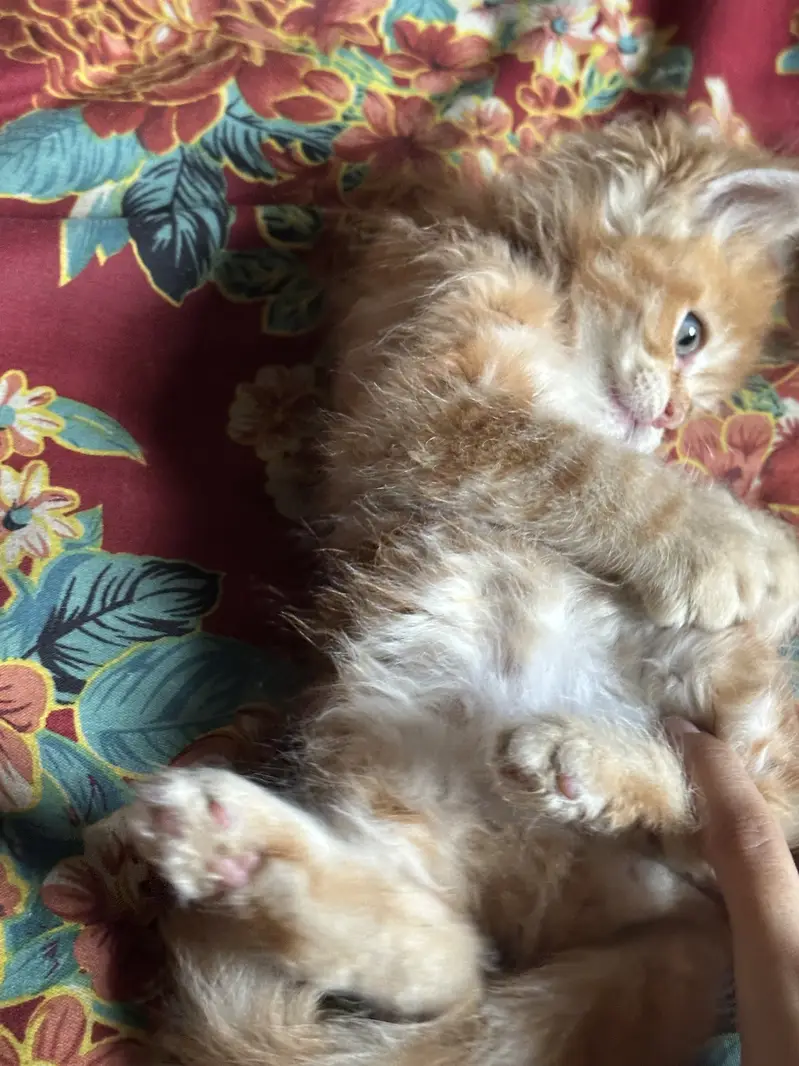 Cute semi punch male and female kitten for sale calico ginger — photo 7