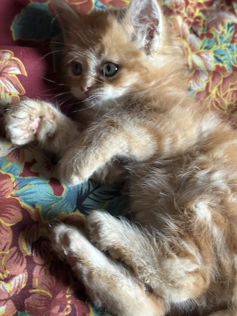 Cute semi punch male and female kitten for sale calico ginger — photo 8