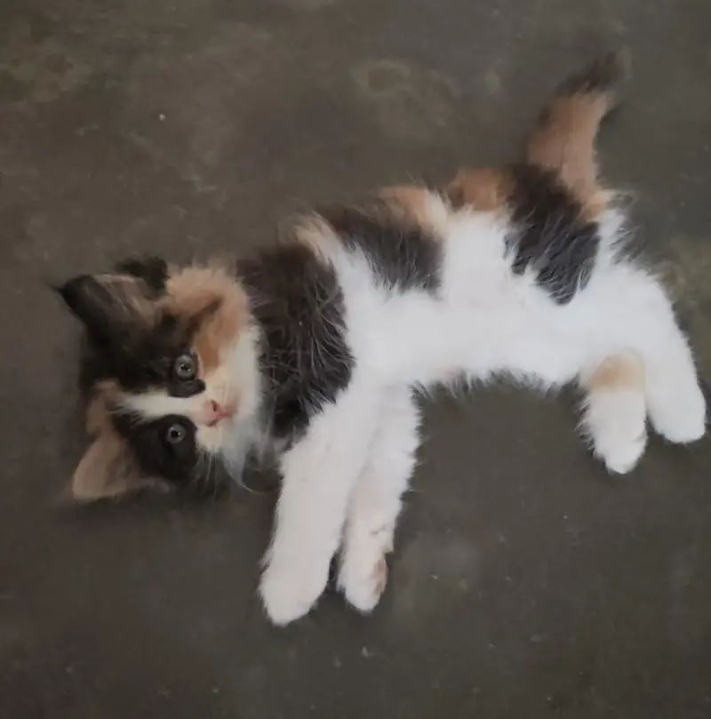 Cute semi punch male and female kitten for sale calico ginger — photo 9