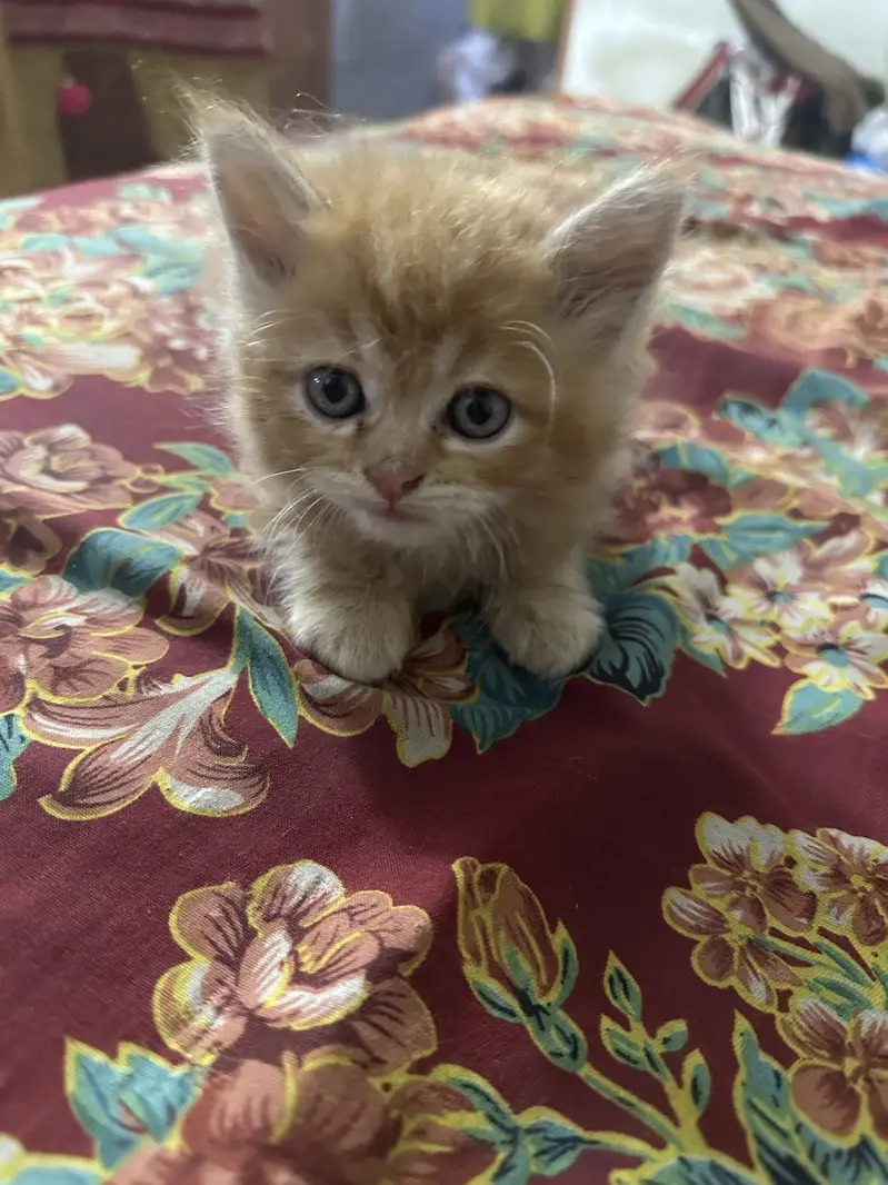 Cute semi punch male and female kitten for sale calico ginger — photo 11
