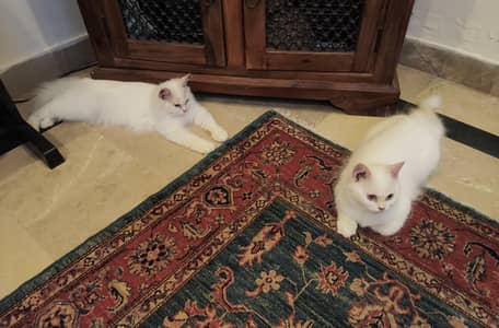 White persian kitten pair, fawn persian male kitten