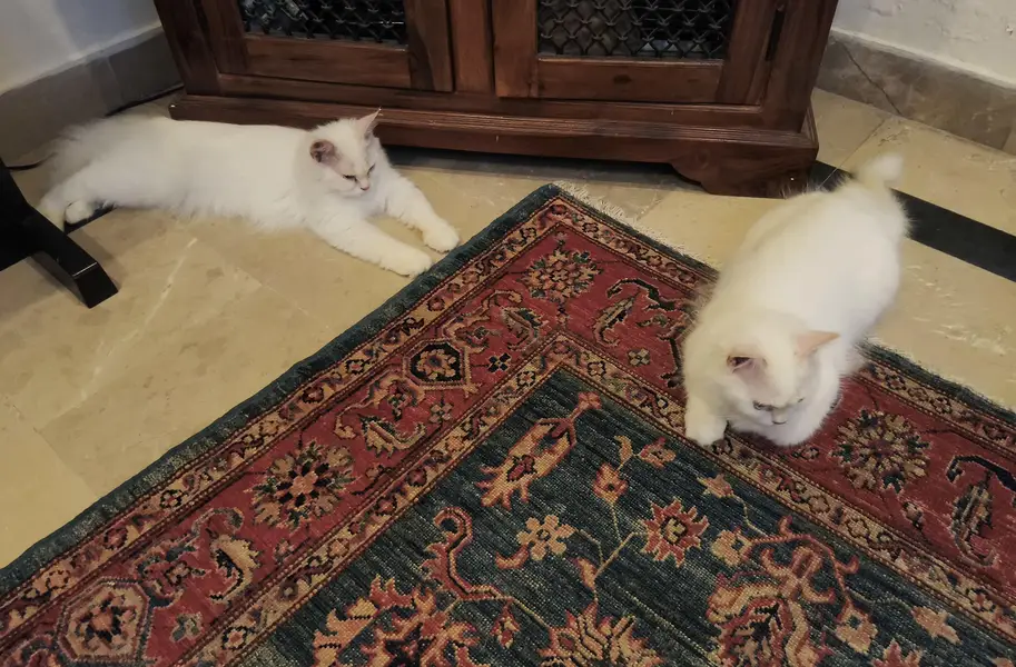 White persian kitten pair — photo 2
