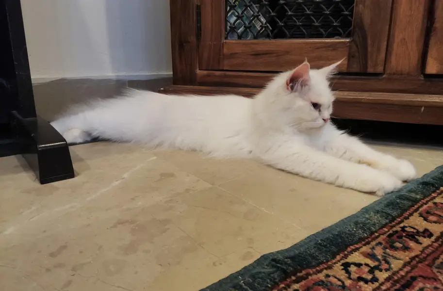 White persian kitten pair — photo 3