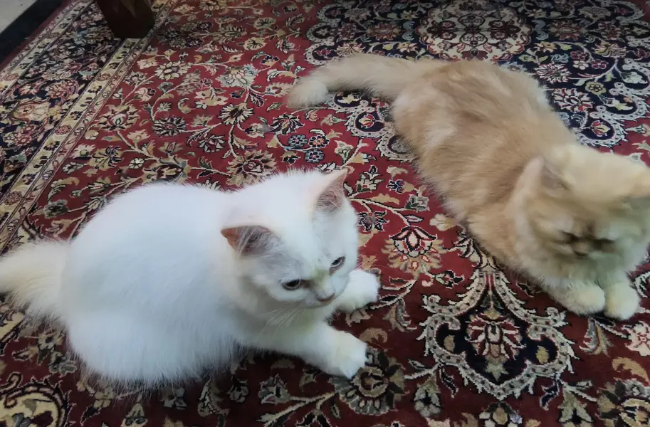 White persian kitten pair — photo 4
