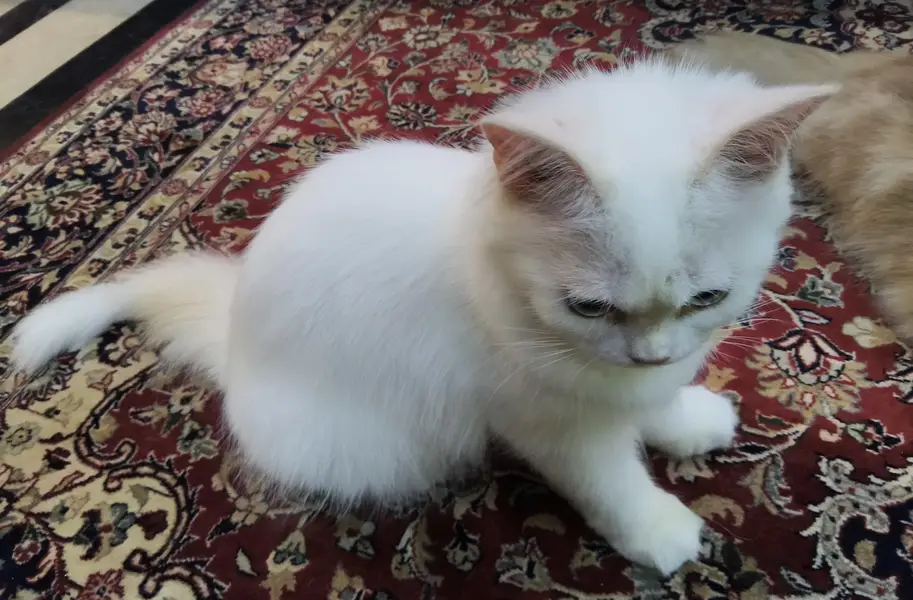 White persian kitten pair — photo 5