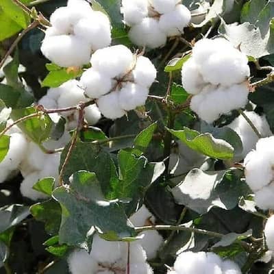 Desi & Narma Kapas for Sale [PH 03017617100]