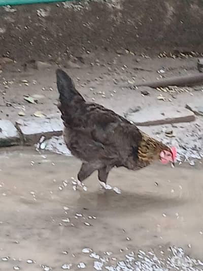 Pure Desi Hens  – Healthy & Active