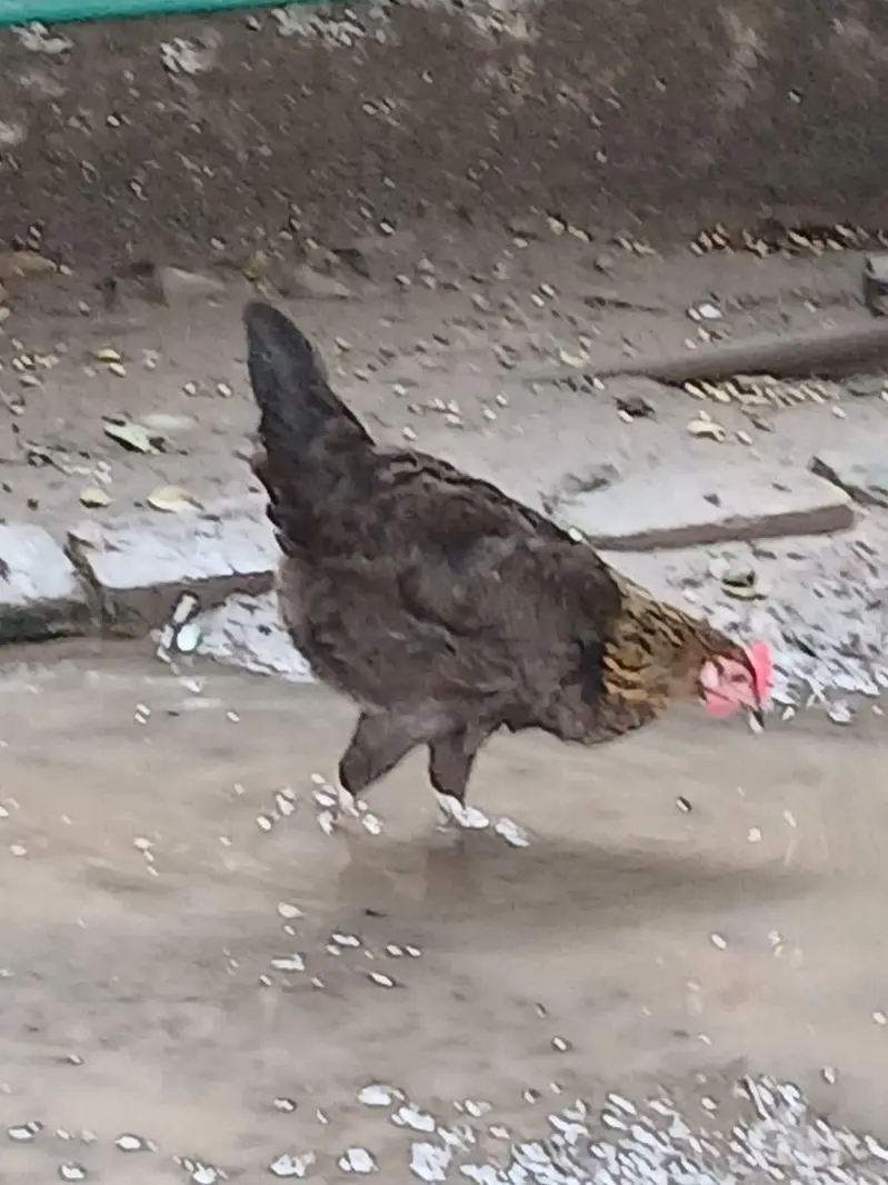 Pure Desi Hens  – Healthy & Active