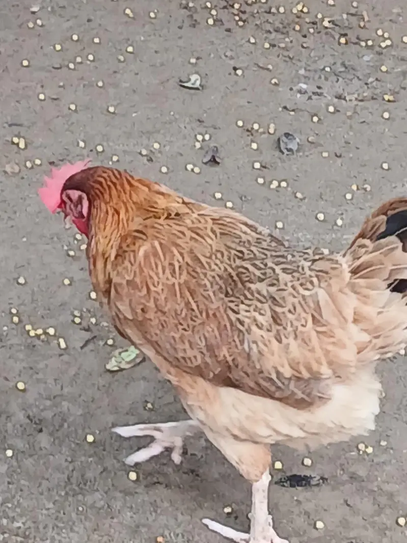 Pure Desi Hens  – Healthy & Active — photo 2