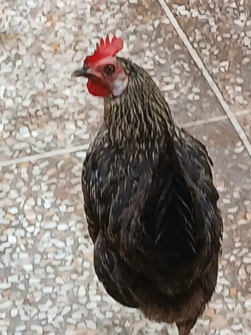 Pure Desi Hens  – Healthy & Active — photo 3