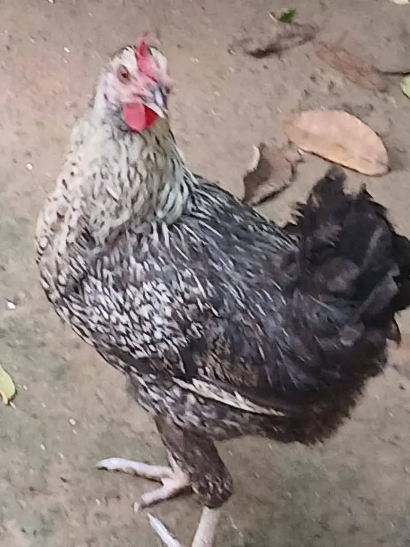 Pure Desi Hens  – Healthy & Active — photo 4