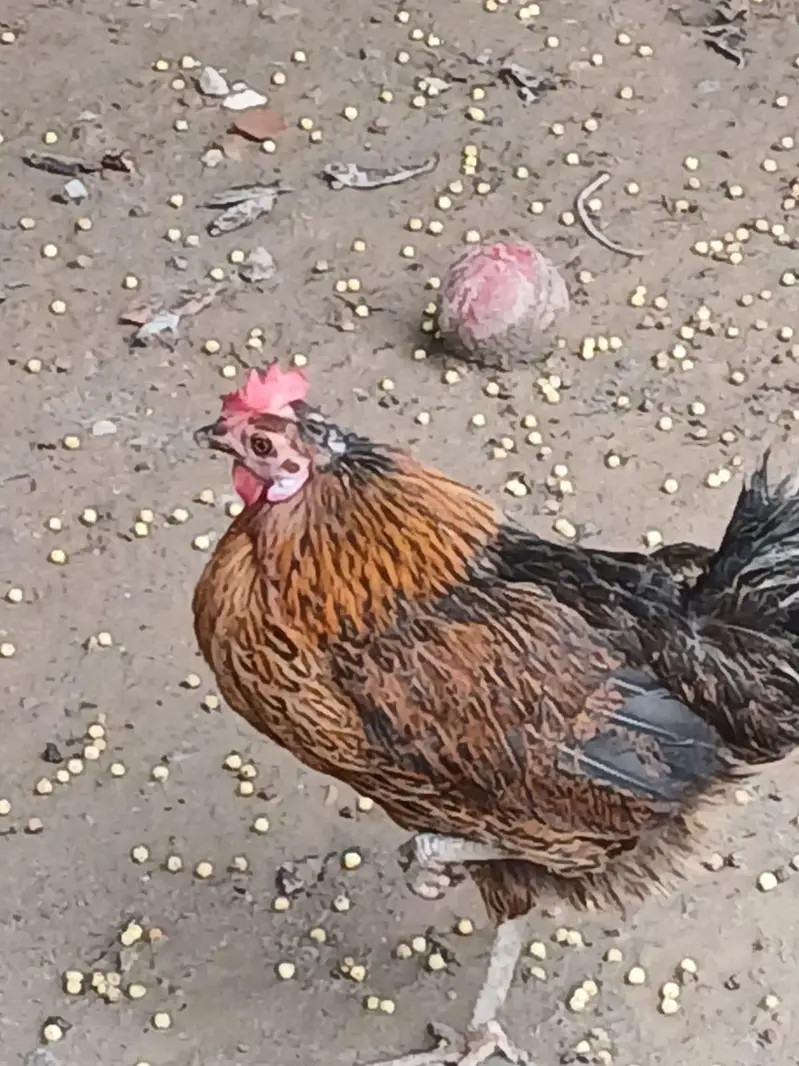 Pure Desi Hens  – Healthy & Active — photo 5