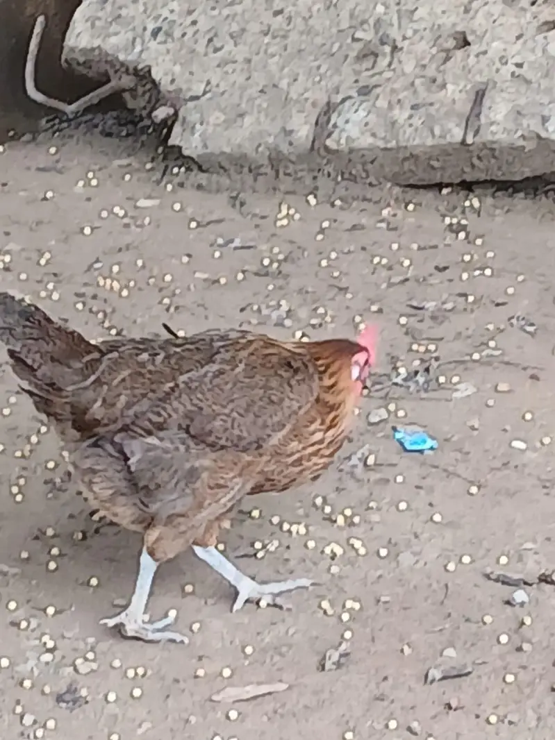 Pure Desi Hens  – Healthy & Active — photo 6