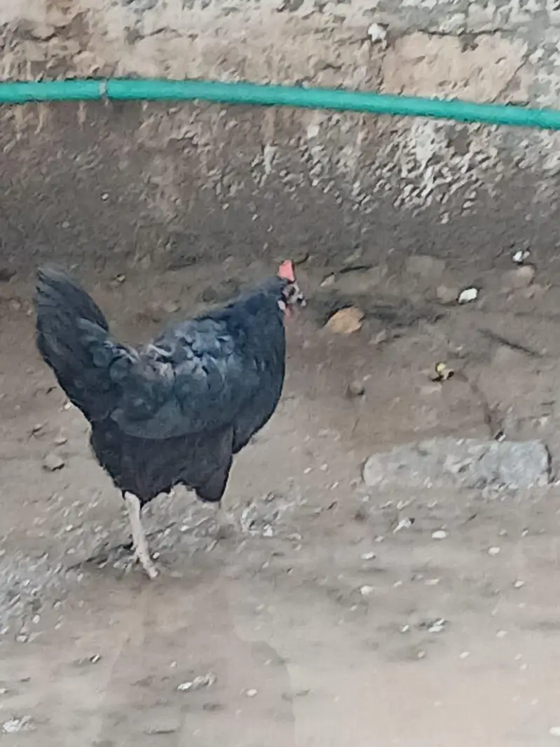 Pure Desi Hens  – Healthy & Active — photo 7