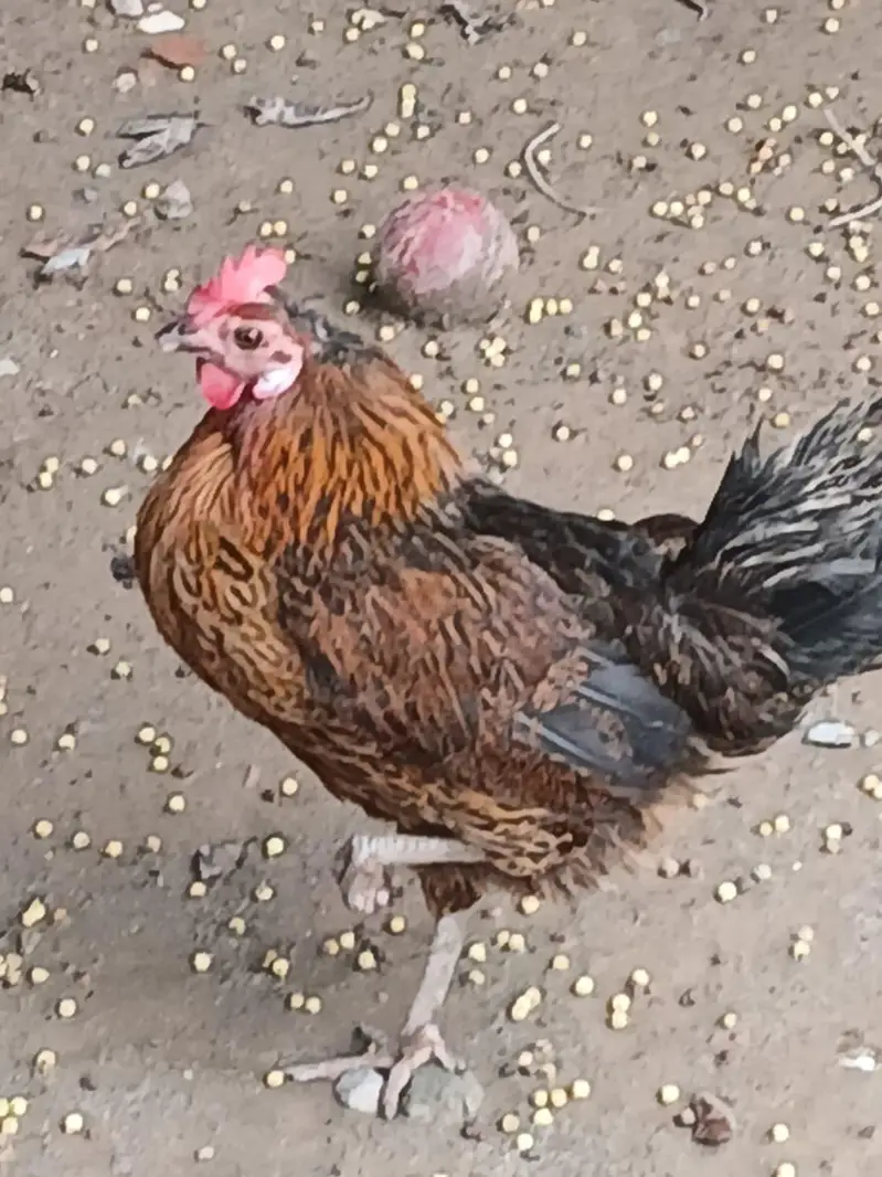 Pure Desi Hens  – Healthy & Active — photo 8