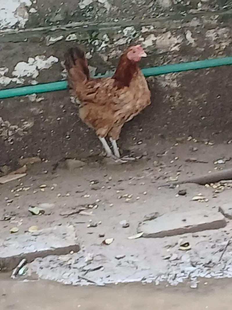 Pure Desi Hens  – Healthy & Active — photo 9