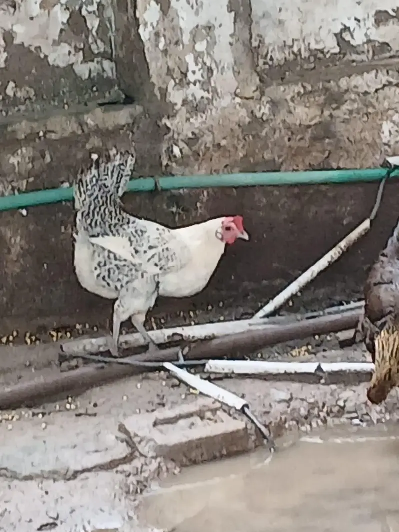 Pure Desi Hens  – Healthy & Active — photo 10