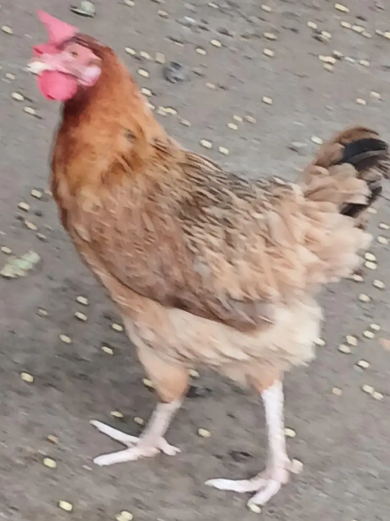 Pure Desi Hens  – Healthy & Active — photo 11