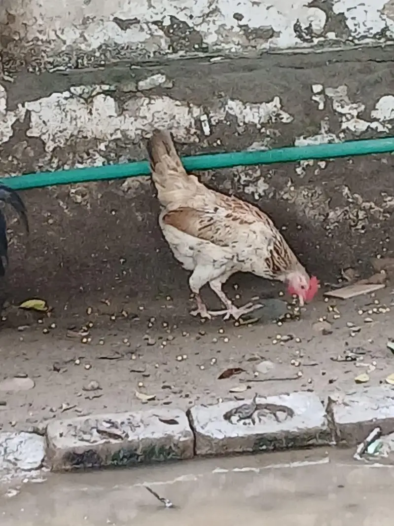 Pure Desi Hens  – Healthy & Active — photo 12