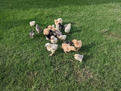 bantam cochin chicks
