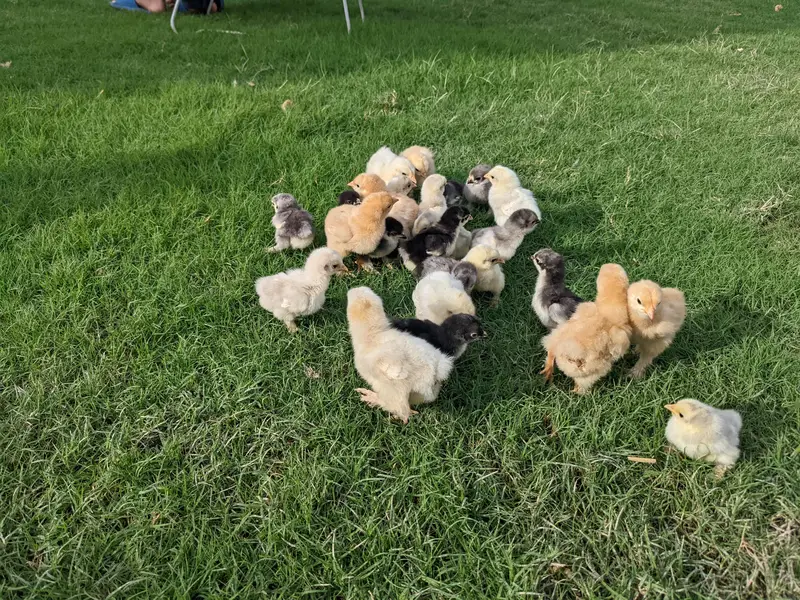 bantam cochin chicks — photo 2
