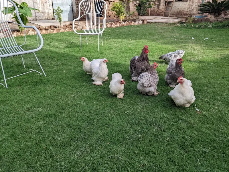 bantam cochin chicks — photo 3