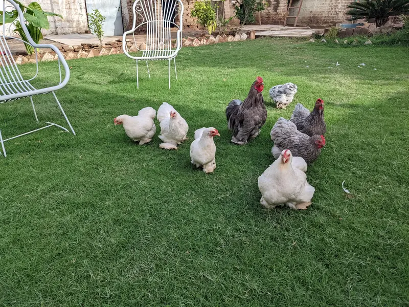 bantam cochin chicks — photo 4