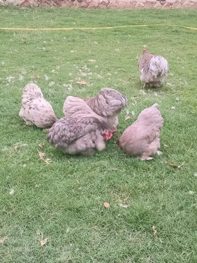 bantam cochin chicks — photo 6