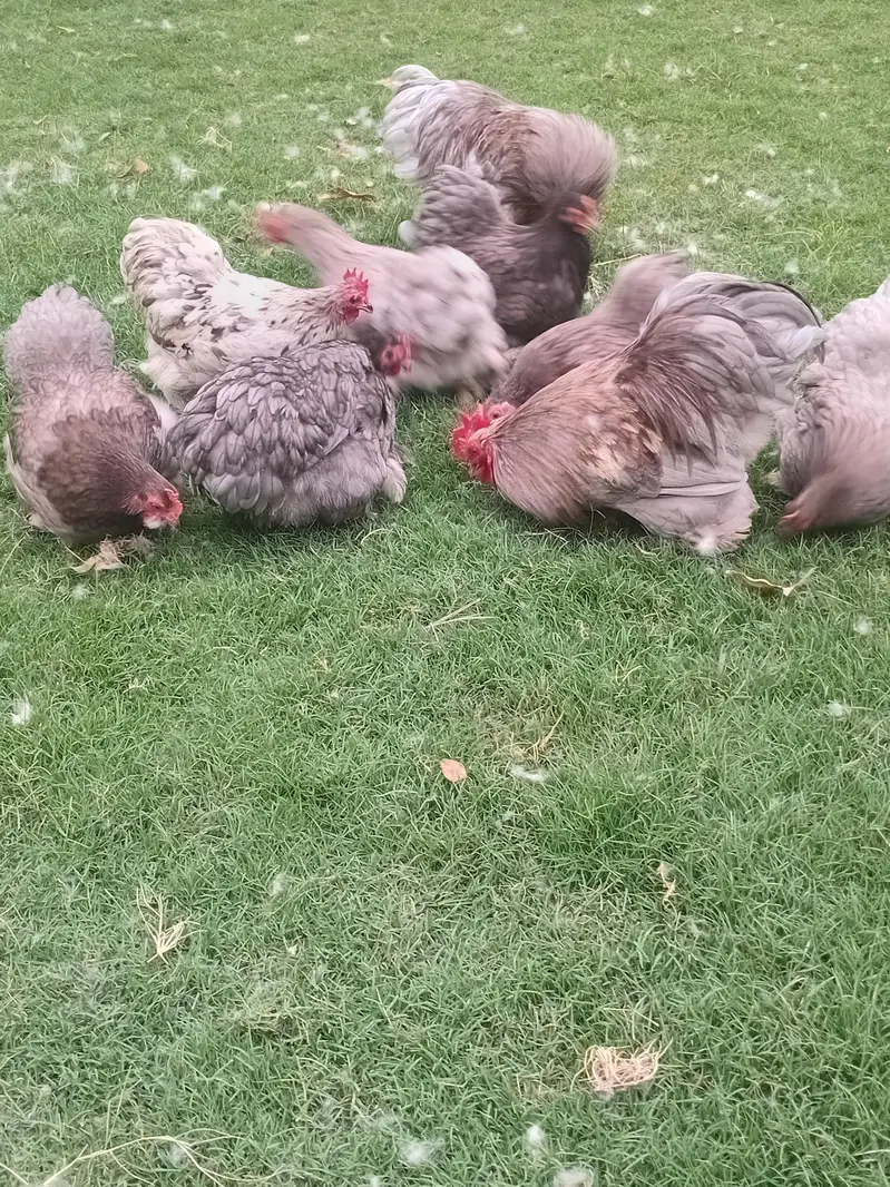 bantam cochin chicks — photo 7