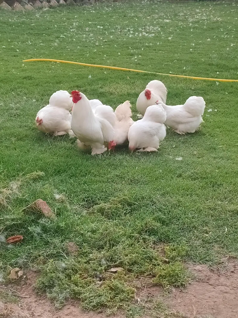 bantam cochin chicks — photo 8